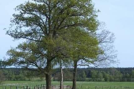 Grundstück Jesteburg Lohof - 300.000&euro; | Angebot:26257024