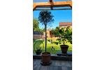 Reihenhaus Schwarmstedt - 4 Zimmer, 107 m&sup2;, 279.000&euro; | Angebot:26109347