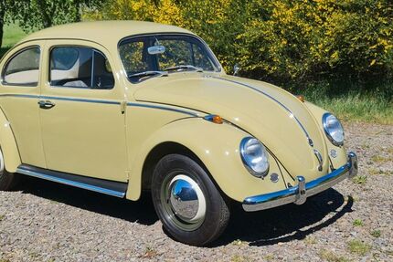 VW Käfer 99.999 km 21.500 &euro; Much 53804