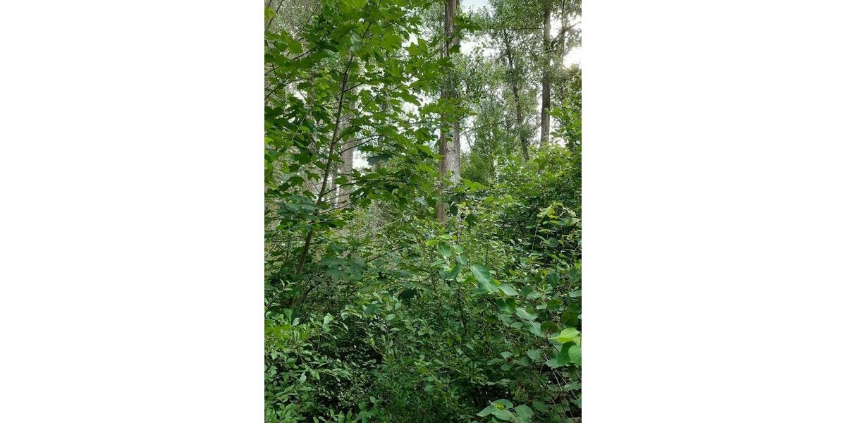 Grundstück Weißenborn - 24.280&euro; | Angebot:9488676