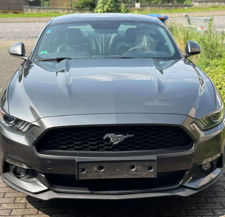Mustang