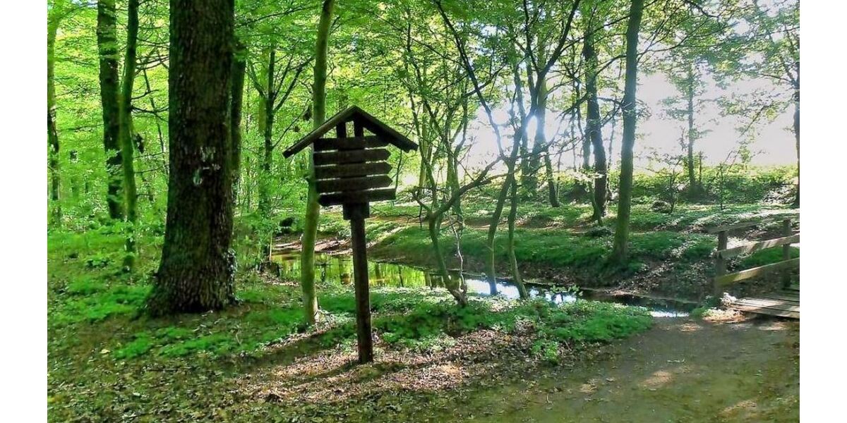 Neubau: Doppelhaus im modernen Bungalow Stil, KfW 55, mit Betreuungskonzept möglich - Doppelhaushälfte Steyerberg | Angebot:25925771