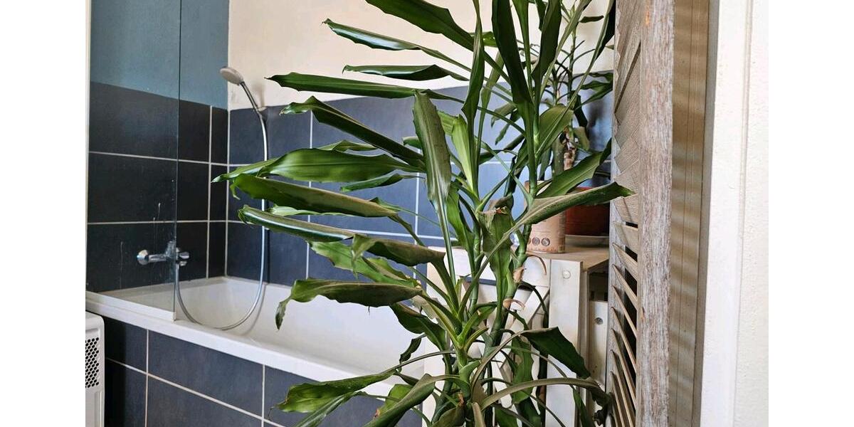 Einfamilienhaus Harburg (Schwaben) - 3 Zimmer, 110 m&sup2;, 195.000&euro; | Angebot:26991783