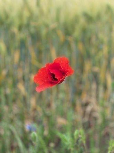 Grundstück Nauen - 133.760&euro; | Angebot:25999238