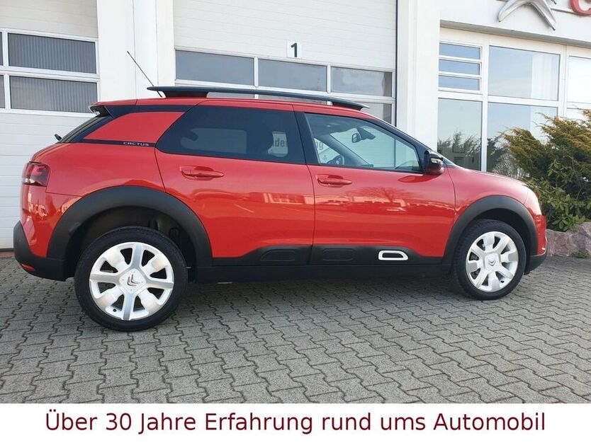 C4 Cactus