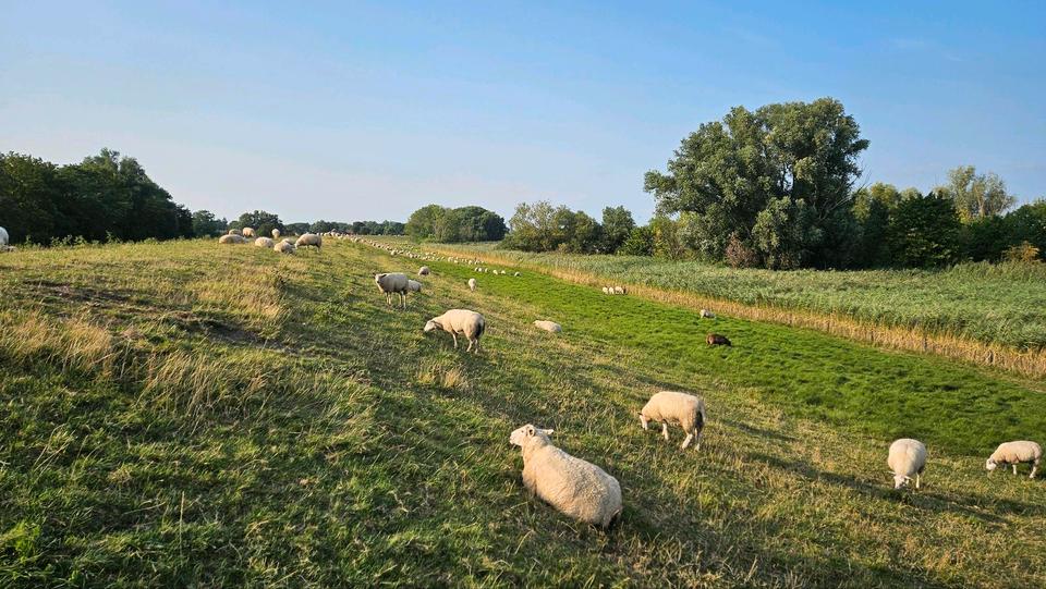Einfamilienhaus Oldenburg Kreyenbrück - 85.000&euro; | Angebot:26416253