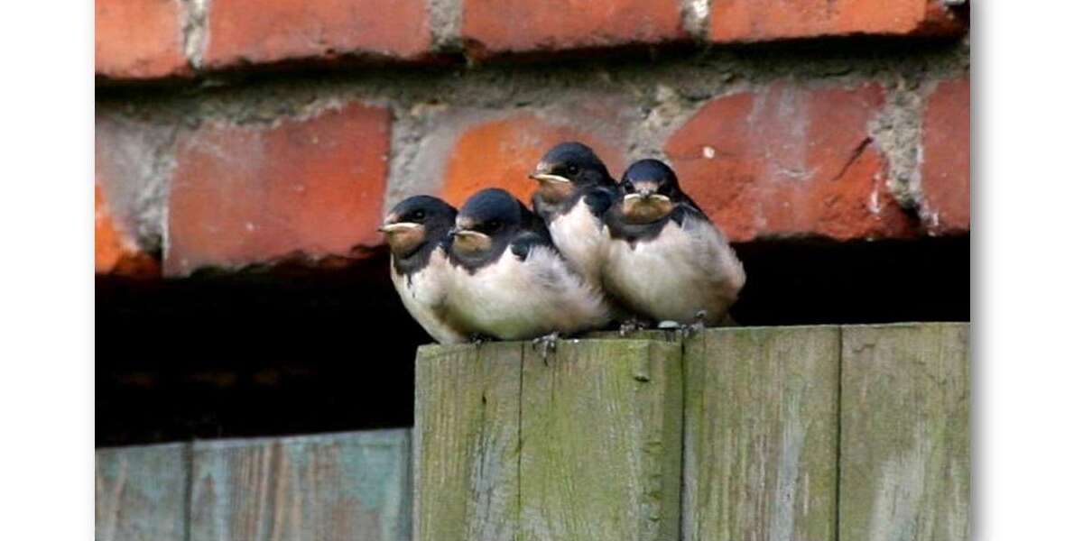 Einfamilienhaus Putlitz - 6 Zimmer, 165 m&sup2;, 549.000&euro; | Angebot:23247294