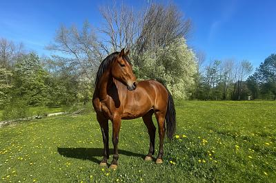 IHRE PFERDE WERDEN DIESE WIESE LIEBEN zimmer