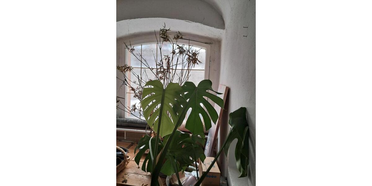 Mehrfamilienhaus, Wohnhaus Schirnding - 9 Zimmer, 200 m&sup2;, 69.000&euro; | Angebot:26234147
