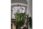 Mehrfamilienhaus, Wohnhaus Schirnding - 9 Zimmer, 200 m&sup2;, 69.000&euro; | Angebot:26234147