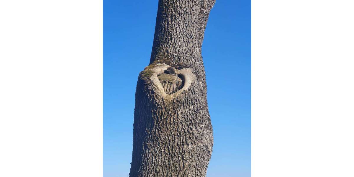 Haus zum Kaufen in Wangen im Allgäu 1.240.000 € 250 m² 7 zimmer