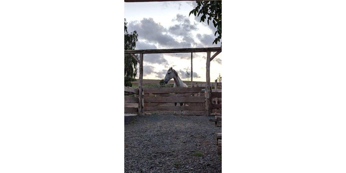 Bauernhaus, Landhaus Simmern/Hunsrück Hunsrück - 445.000&euro; | Angebot:25770278