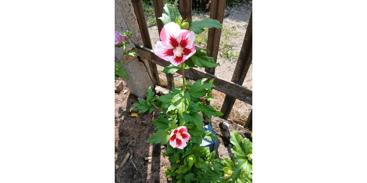 Grundstück Borsdorf - 800&euro; | Angebot:24568323