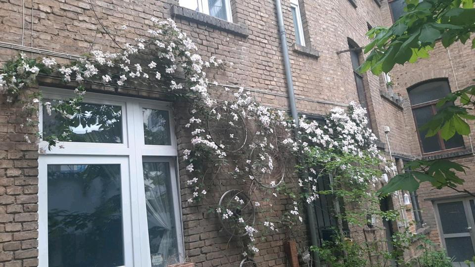 Erdgeschoßwohnung Wiesbaden Nordost - 1 Zimmer, 20 m&sup2;, 450&euro; | Angebot:24877668