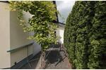 Einfamilienhaus Weißenthurm - 7 Zimmer, 240 m&sup2;, 720.000&euro; | Angebot:26670078