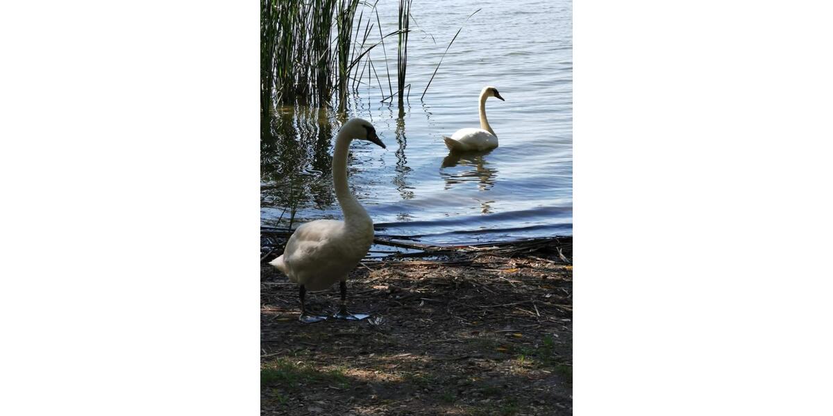 gr. HausVilla am kleinen Plattensee wochenweise zu vermieten 5 zimmer
