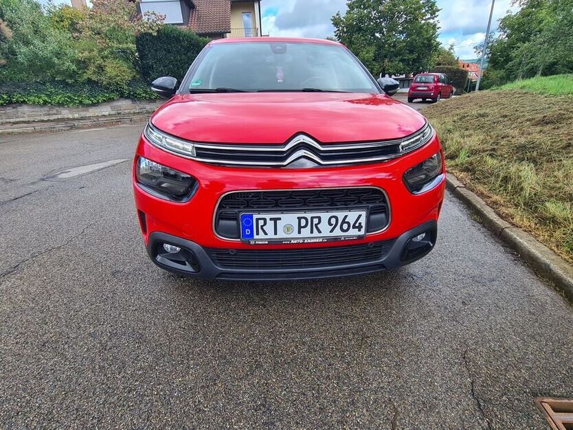 C4 Cactus