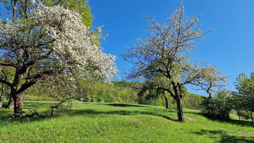 Traumhaftes Baugrundstück in idyllischer, sehr ruhiger Lage in Jena zimmer
