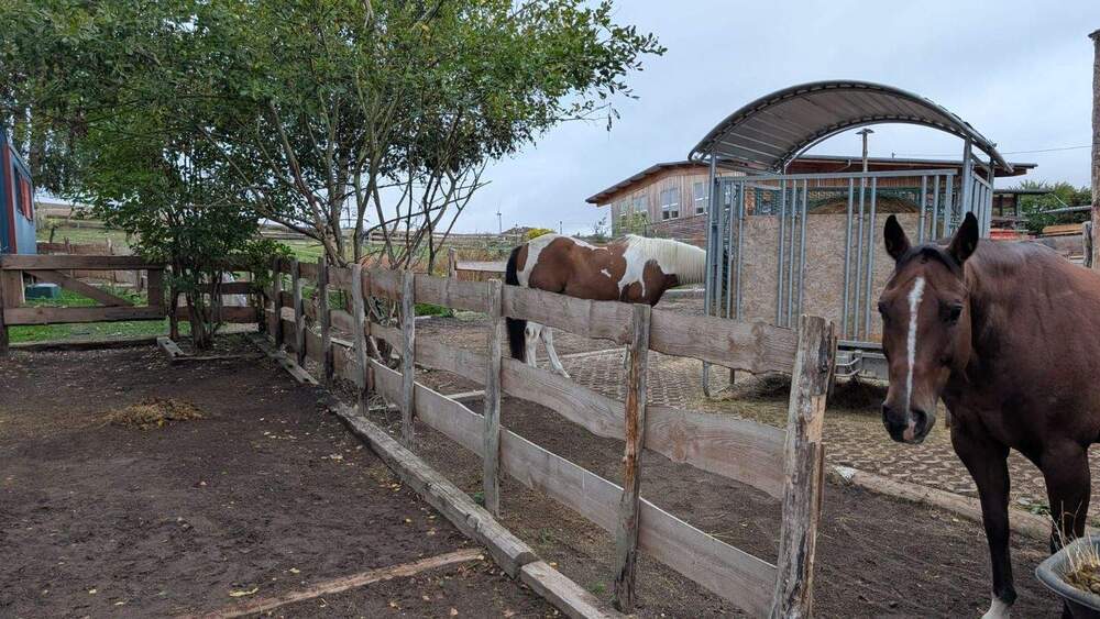 Bauernhaus, Landhaus Simmern/Hunsrück Hunsrück - 445.000&euro; | Angebot:25770278