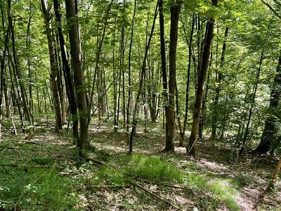 NEUBAUFLÄCHE MIT EIGENEM WALDANTEIL - Grundstück Bad Grund (Harz) | Angebot:26420953