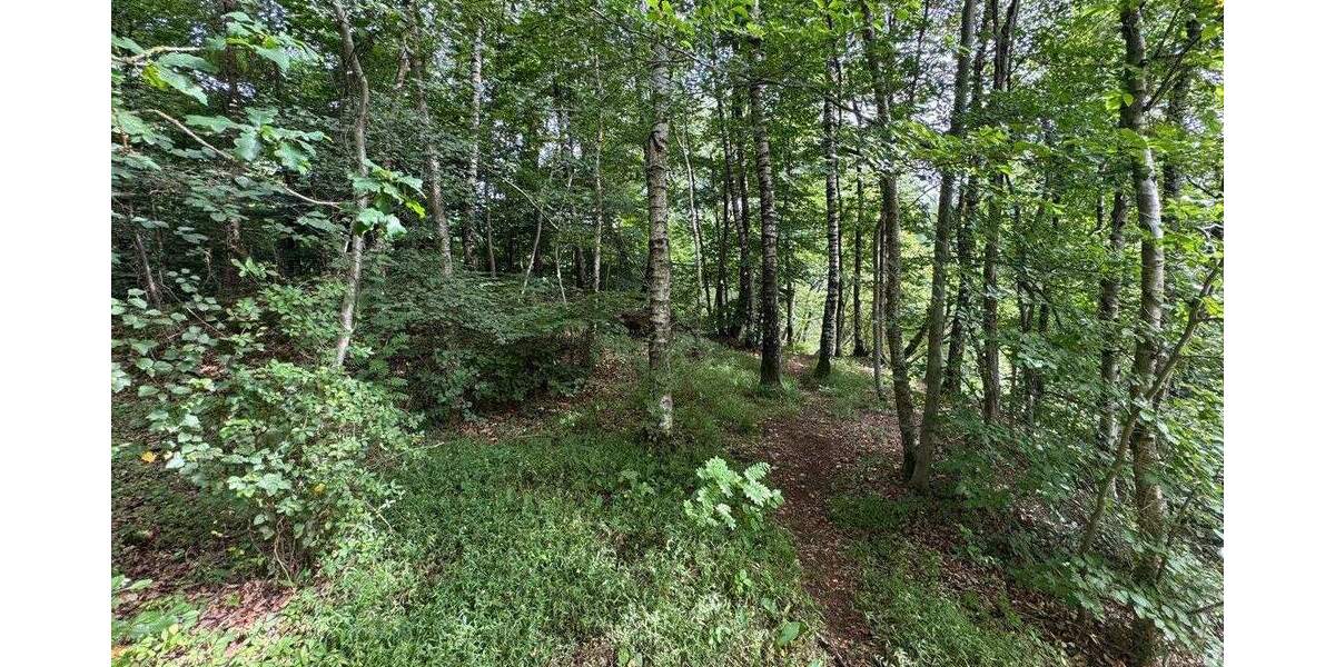 Exklusive Seeliegenschaft in Großenkneten 31.404m² Naturidyll mit privatem Steg und eigenem Wäldchen zimmer