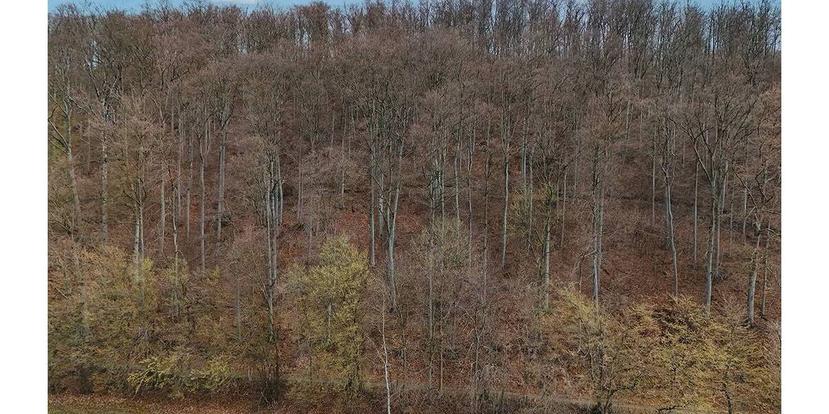 Grundstück Einbeck Orxhausen - 49.000&euro; | Angebot:26246310