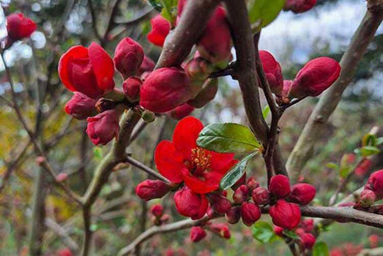 **Zwischen Blüten und Dornen - Schönes Einfamilienhaus mit Sanierungsbedarf**