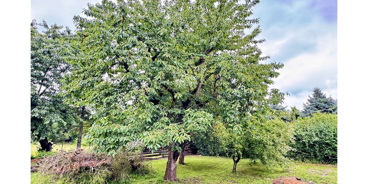 HORN IMMOBILIEN ++ Doppelhaushälfte im idyllischen Staffelde bei Gartz (Oder) - Doppelhaushälfte Mescherin / Staffelde Staffelde | Angebot:27083473