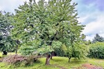 HORN IMMOBILIEN ++ Doppelhaushälfte im idyllischen Staffelde bei Gartz (Oder) - Doppelhaushälfte Mescherin / Staffelde Staffelde | Angebot:27083473