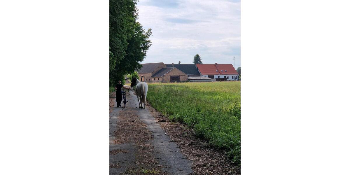 Bauernhaus, Landhaus Zerbst (Anhalt) Leps - 7 Zimmer, 190 m&sup2;, 350.000&euro; | Angebot:26929633