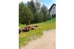 Grundstück Poppenhausen - 19.999&euro; | Angebot:26573172