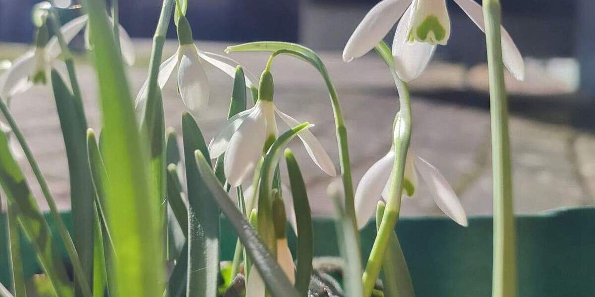 Bungalow Lohsa Groß Särchen - 2 Zimmer, 24 m&sup2;, 19.500&euro; | Angebot:24777442