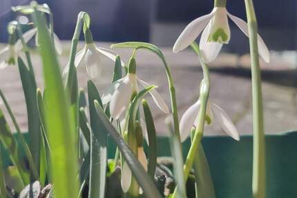 Haus Lohsa Groß Särchen - 2 Zimmer, 24 m&sup2;, 19.500&euro; | Angebot:24777442