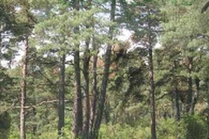 Grundstück Eisenhüttenstadt - 500.000&euro; | Angebot:23976263