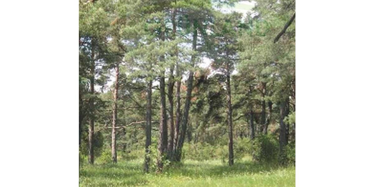 Grundstück Eisenhüttenstadt - 500.000&euro; | Angebot:23976263