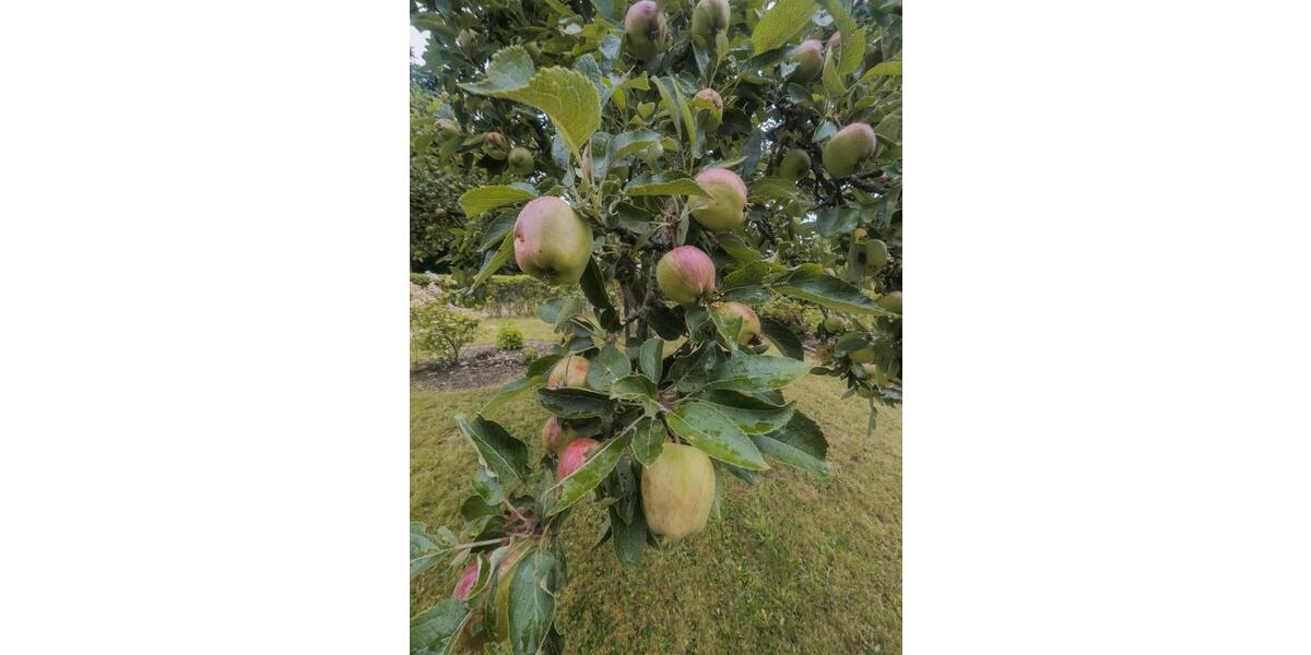 Grundstück Hohenstein-Ernstthal Ernstthal - 3.000&euro; | Angebot:23279495