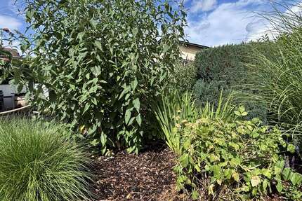 Haus Dehrn Dehrn - 4 Zimmer, 111 m&sup2;, 1.079&euro; | Angebot:21434506