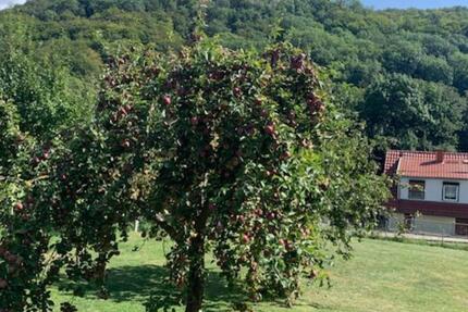 Grundstück Sollstedt - 43.000&euro; | Angebot:18896335