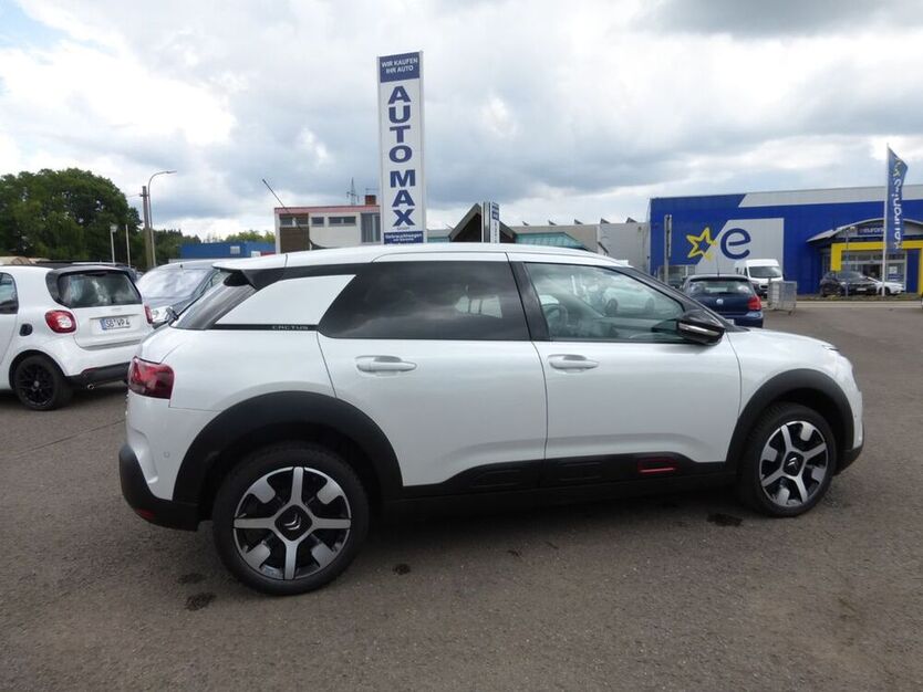 C4 Cactus