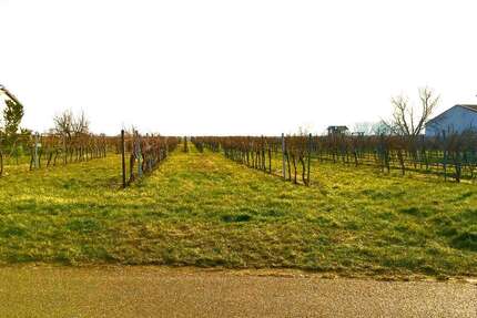 Grundstück in Kirrweiler (Pfalz) 249.000 € 1706 m² zimmer