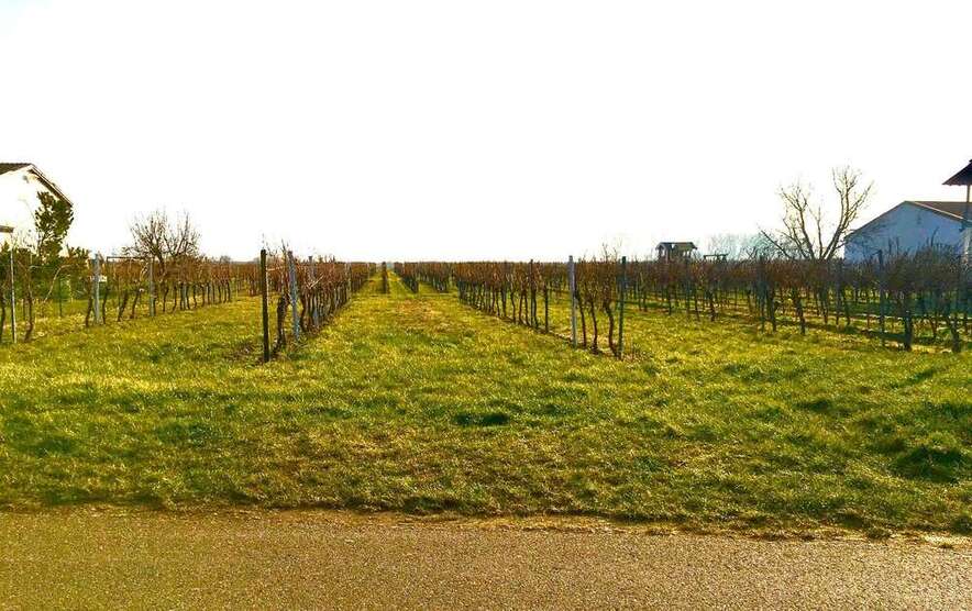 Grundstück in Kirrweiler (Pfalz) 249.000 € 1706 m² zimmer