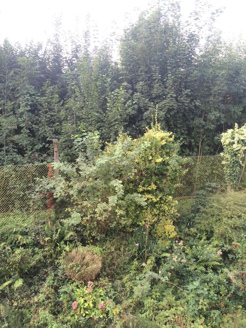 Wohnung zum Mieten in Wuppertal 475 € 45 m² 1 zimmer