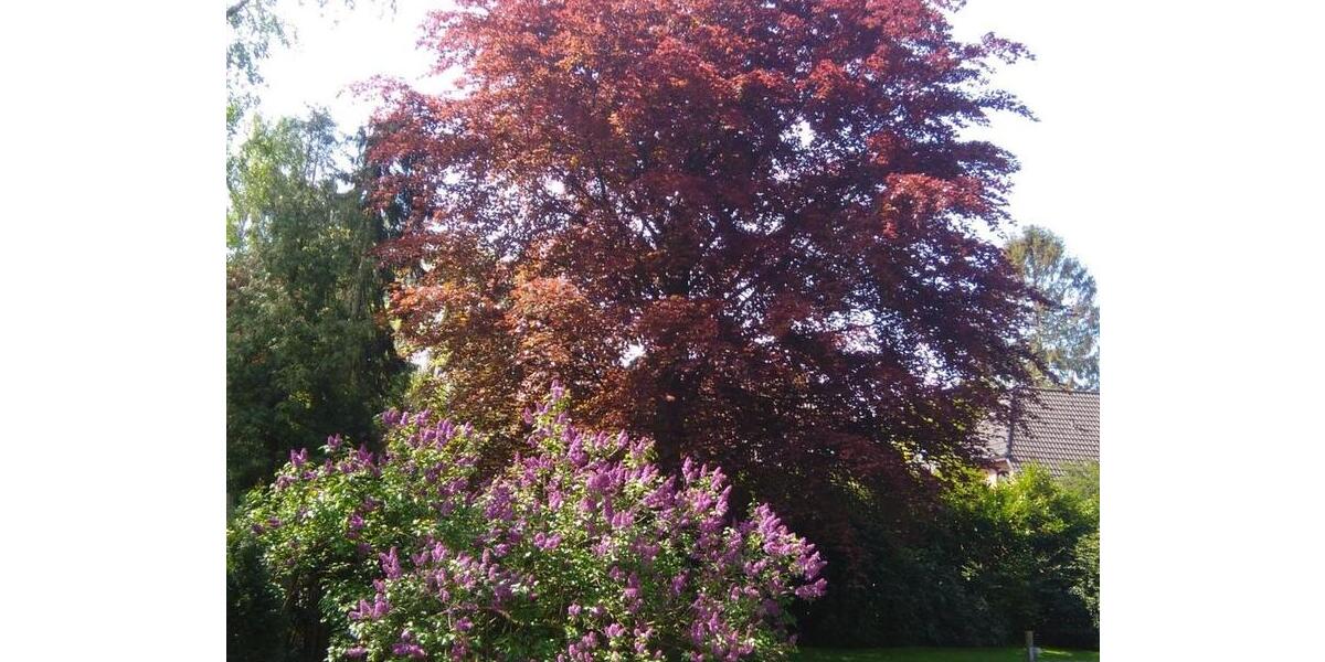 Einfamilienhaus Glinde - 5 Zimmer, 161 m&sup2;, 695.000&euro; | Angebot:24306547