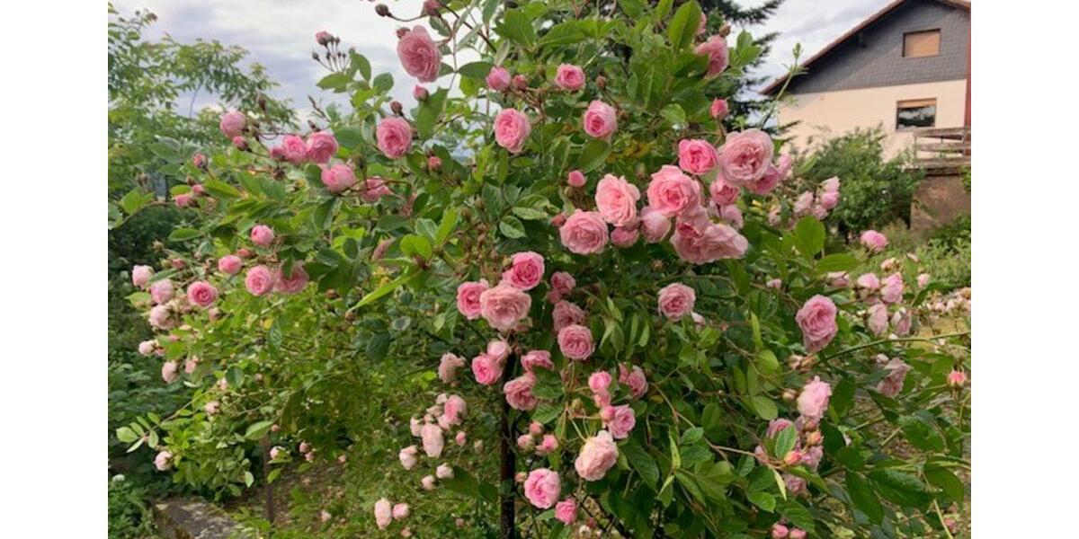 Einfamilienhaus Sinntal - 115.000&euro; | Angebot:24949196