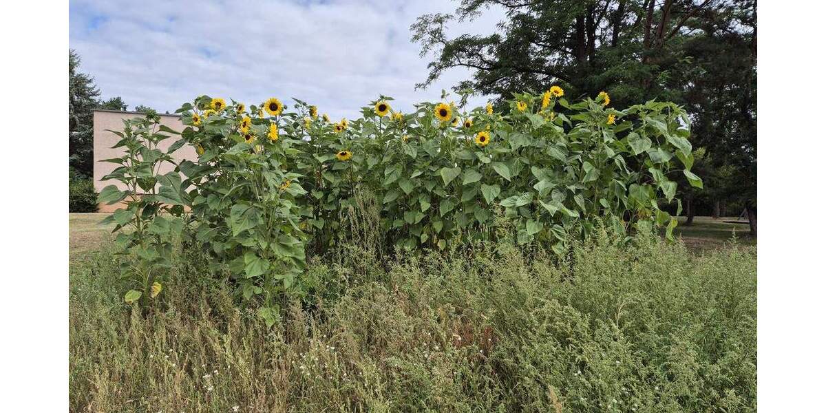 Etagenwohnung Plattenburg Glöwen - 2 Zimmer, 49 m&sup2;, 295&euro; | Angebot:23252345