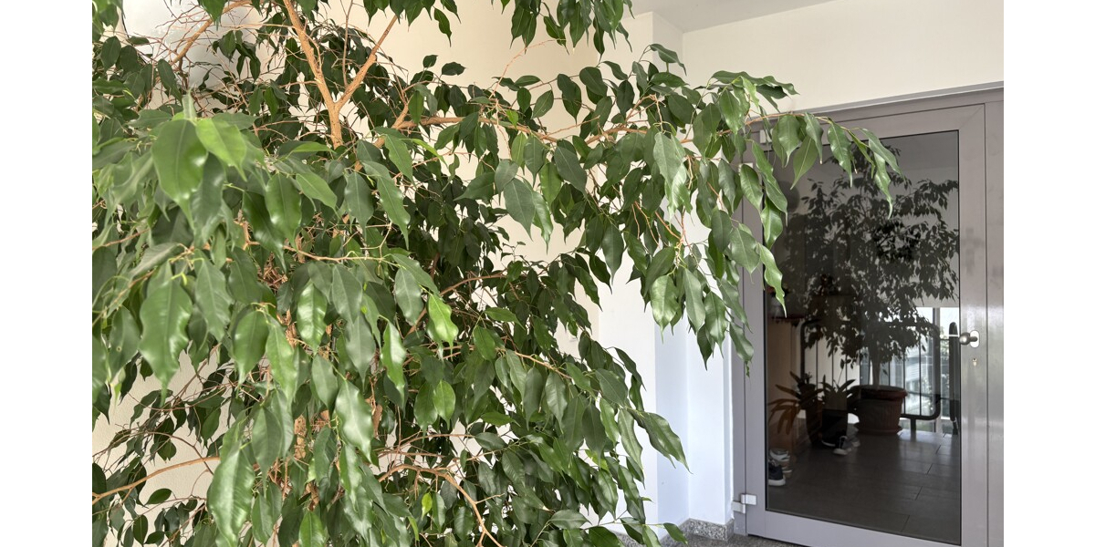 Seniorengerechte 3-Zimmer Eigentumswohnung mit Fahrstuhl und TG 3 zimmer