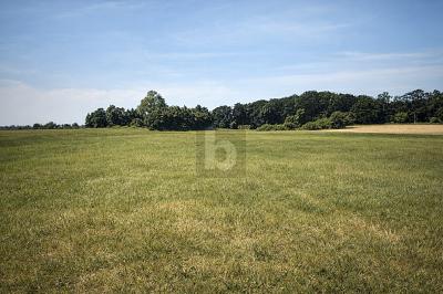GROßZÜGIGE GRÜNLANDFLÄCHE - Grundstück Dreschvitz | Angebot:25396868