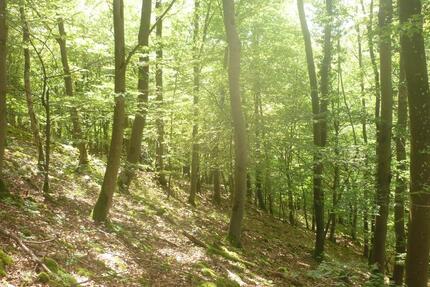 Waldflächen Nürnberger Land zimmer