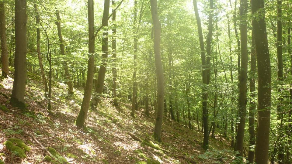 Waldflächen Nürnberger Land zimmer