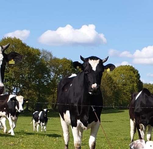 Gewerbeobjekt Burg (Dithmarschen) - 229.000&euro; | Angebot:23184149